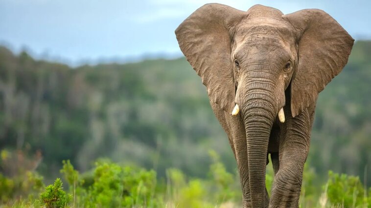 elephants-may-have-played-surprising-role-in-early-human-survival,-study-suggests