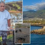 beloved-cat-caretaker-brutally-beaten-to-death-while-feeding-pets-in-hawaii