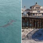 bone-chilling-video-captures-rare-hammerhead-shark-sighting-at-malibu-pier