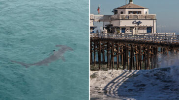 bone-chilling-video-captures-rare-hammerhead-shark-sighting-at-malibu-pier