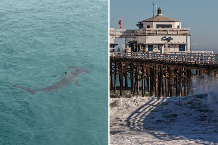 bone-chilling-video-captures-rare-hammerhead-shark-sighting-at-malibu-pier