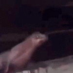 california-teen-faces-prison-after-viral-video-shows-him-squaring-up,-repeatedly-kicking-sea-lion-in-the-face