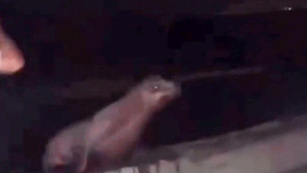 california-teen-faces-prison-after-viral-video-shows-him-squaring-up,-repeatedly-kicking-sea-lion-in-the-face