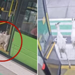 fare-evading-goats-back-home-after-hopping-on-public-portland-bus-during-morning-commute