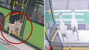 fare-evading-goats-back-home-after-hopping-on-public-portland-bus-during-morning-commute