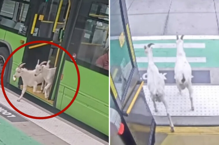 fare-evading-goats-back-home-after-hopping-on-public-portland-bus-during-morning-commute