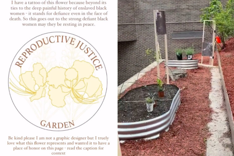 taxpayer-funded-ny-college-hosts-‘reproductive-justice’-garden-of-abortion-inducing-plants