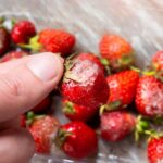 seaweed-based-coating-could-keep-strawberries-fresh-for-days-without-refrigeration,-study-finds
