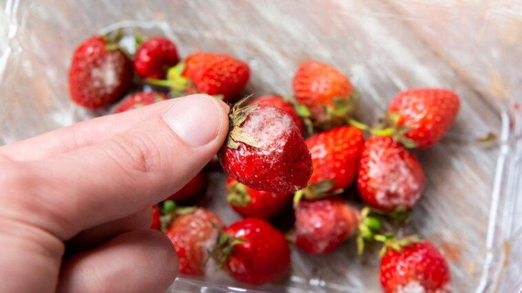 seaweed-based-coating-could-keep-strawberries-fresh-for-days-without-refrigeration,-study-finds