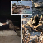 socal-leaders-weigh-extreme-measures-after-teen-caught-kicking-sea-lion:-‘completely-out-of-control’
