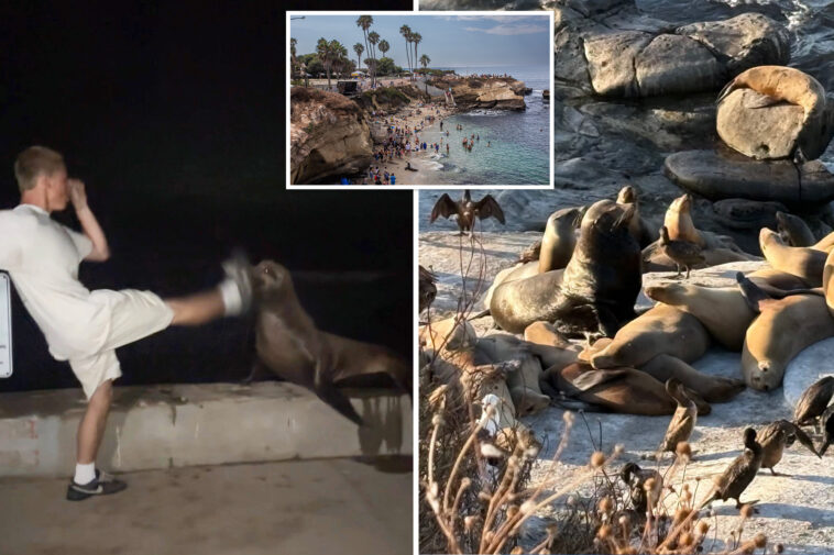 socal-leaders-weigh-extreme-measures-after-teen-caught-kicking-sea-lion:-‘completely-out-of-control’