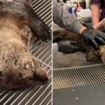 heartless-driver-flees-after-hitting-river-otter-in-bay-area