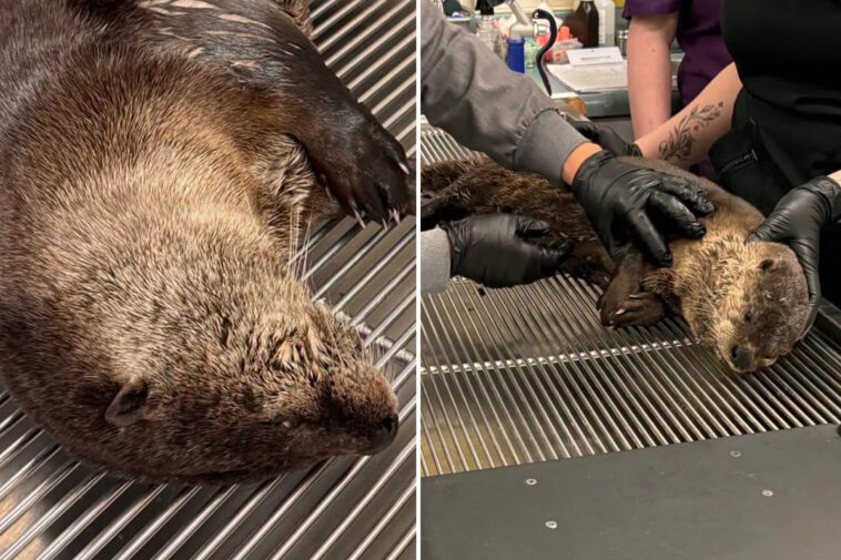 heartless-driver-flees-after-hitting-river-otter-in-bay-area