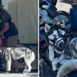 ‘sweetie’-the-husky-rescued-from-alleged-abuse-after-being-dragged-behind-bike-by-homeless-man