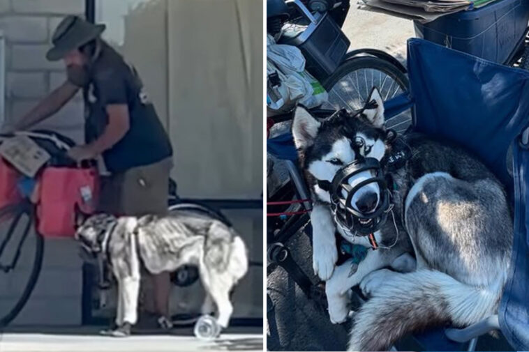 ‘sweetie’-the-husky-rescued-from-alleged-abuse-after-being-dragged-behind-bike-by-homeless-man