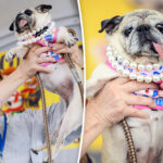rescue-pug-who-escaped-south-korea’s-dog-meat-trade-crowned-‘world’s-ugliest-dog’-in-california