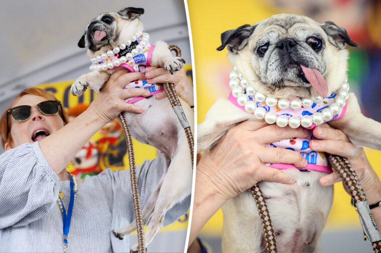 rescue-pug-who-escaped-south-korea’s-dog-meat-trade-crowned-‘world’s-ugliest-dog’-in-california