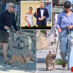 in-the-doghouse!-aoc’s-sad-sack-ex-riley-roberts-walks-their-pooch-in-first-look-since-split-news
