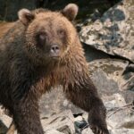 alaska-runner-hospitalized-after-using-bear-spray-to-fight-off-brown-bear-on-alaska-trail