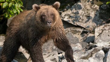 alaska-runner-hospitalized-after-using-bear-spray-to-fight-off-brown-bear-on-alaska-trail