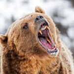 alaska-runner-hospitalized-after-using-bear-spray-to-fight-off-brown-bear-on-trail