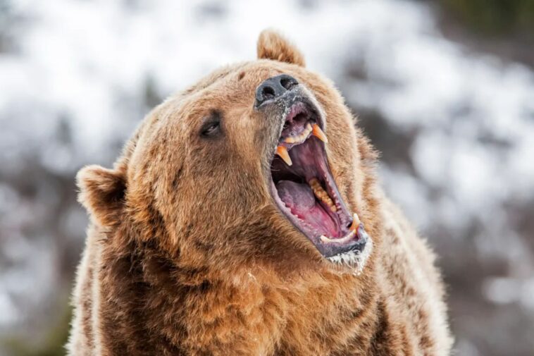 alaska-runner-hospitalized-after-using-bear-spray-to-fight-off-brown-bear-on-trail