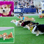 global-corgis-gather-for-cutest-costume-contest-and-annual-high-speed-race
