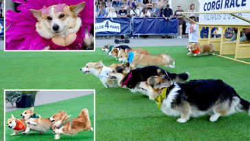global-corgis-gather-for-cutest-costume-contest-and-annual-high-speed-race