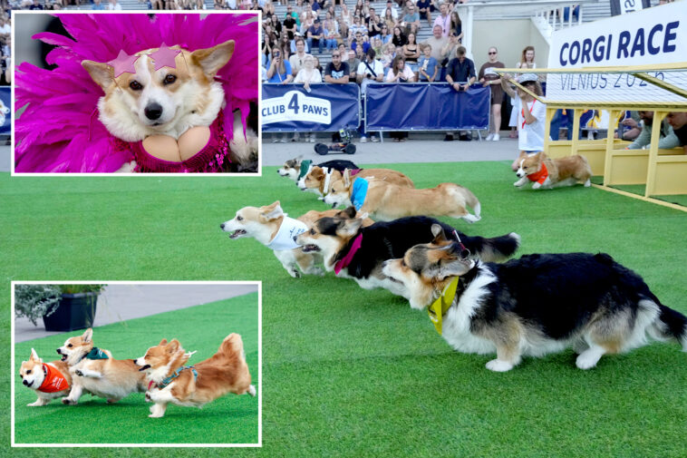 global-corgis-gather-for-cutest-costume-contest-and-annual-high-speed-race