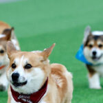 watch-—-150-corgis-gather-in-lithuania-for-international-race-and-unique-competitions:-‘it’s-just-great-fun’