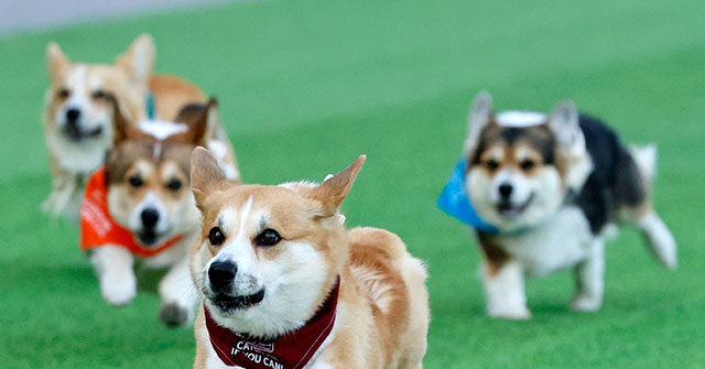watch-—-150-corgis-gather-in-lithuania-for-international-race-and-unique-competitions:-‘it’s-just-great-fun’