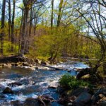 dangerous-rabid-beavers-attack-2-teens,-with-1-airlifted-and-popular-park-partially-closed