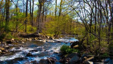 dangerous-rabid-beavers-attack-2-teens,-with-1-airlifted-and-popular-park-partially-closed
