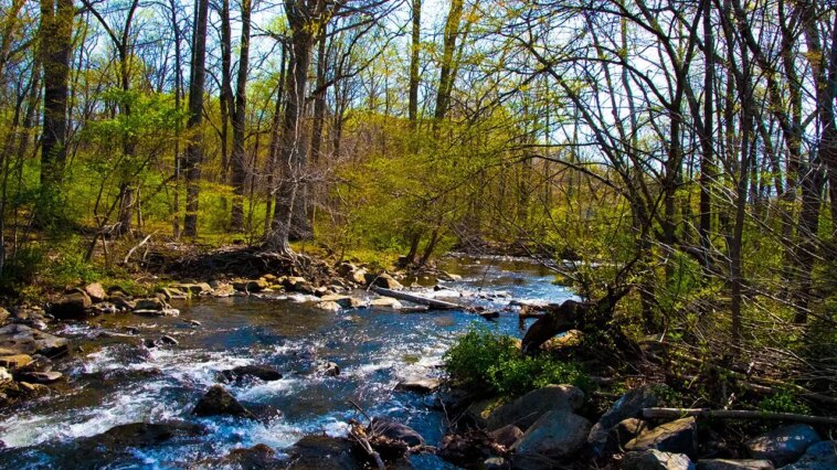 dangerous-rabid-beavers-attack-2-teens,-with-1-airlifted-and-popular-park-partially-closed