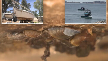 boat-covered-in-invasive-species-intercepted-before-wreaking-havoc-on-california-lake