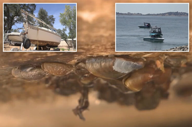 boat-covered-in-invasive-species-intercepted-before-wreaking-havoc-on-california-lake
