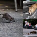 nyc-ramps-up-war-against-rats-with-new,-14-day-inspection-rules-after-311-complaints