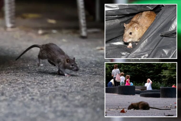 nyc-ramps-up-war-against-rats-with-new,-14-day-inspection-rules-after-311-complaints