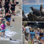 san-diego-tourism-hotspot-could-be-shutdown-after-teen-kicking-seal-video-sparked-outrage