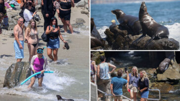 san-diego-tourism-hotspot-could-be-shutdown-after-teen-kicking-seal-video-sparked-outrage