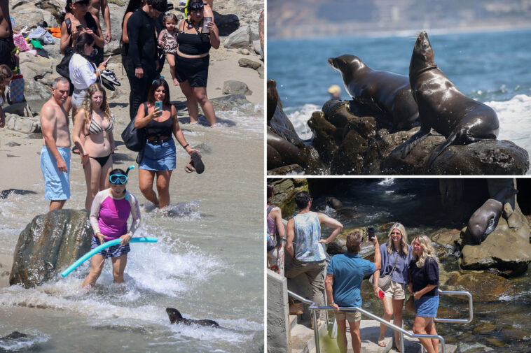 san-diego-tourism-hotspot-could-be-shutdown-after-teen-kicking-seal-video-sparked-outrage