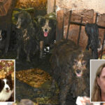 dozens-of-poop-covered-border-collies-rescued-from-florida-house-of-horrors-get-fresh-start-at-animal-shelter:-‘signs-of-joy-and-healing’