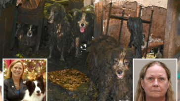 dozens-of-poop-covered-border-collies-rescued-from-florida-house-of-horrors-get-fresh-start-at-animal-shelter:-‘signs-of-joy-and-healing’