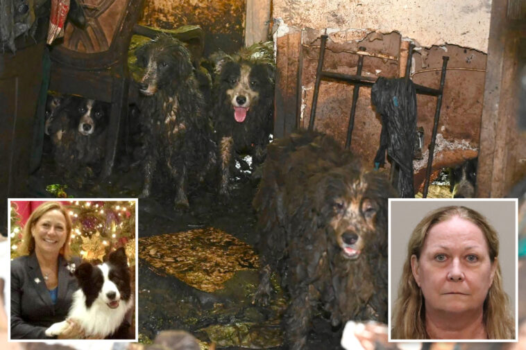 dozens-of-poop-covered-border-collies-rescued-from-florida-house-of-horrors-get-fresh-start-at-animal-shelter:-‘signs-of-joy-and-healing’