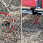 mice-captured-racing-around-boarding-gate-at-nyc’s-laguardia-airport