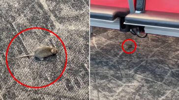 mice-captured-racing-around-boarding-gate-at-nyc’s-laguardia-airport
