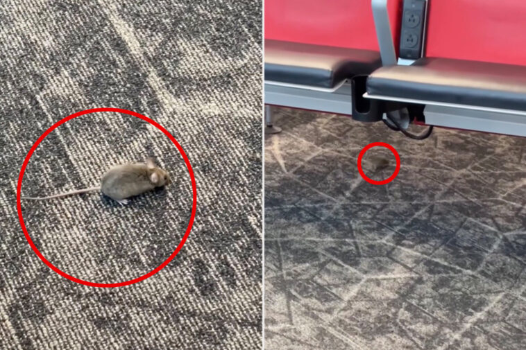 mice-captured-racing-around-boarding-gate-at-nyc’s-laguardia-airport