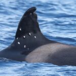 one-of-world’s-oldest-orca-whales-found-with-possible-shotgun-wounds-as-officials-launch-investigation