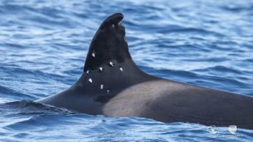 one-of-world’s-oldest-orca-whales-found-with-possible-shotgun-wounds-as-officials-launch-investigation