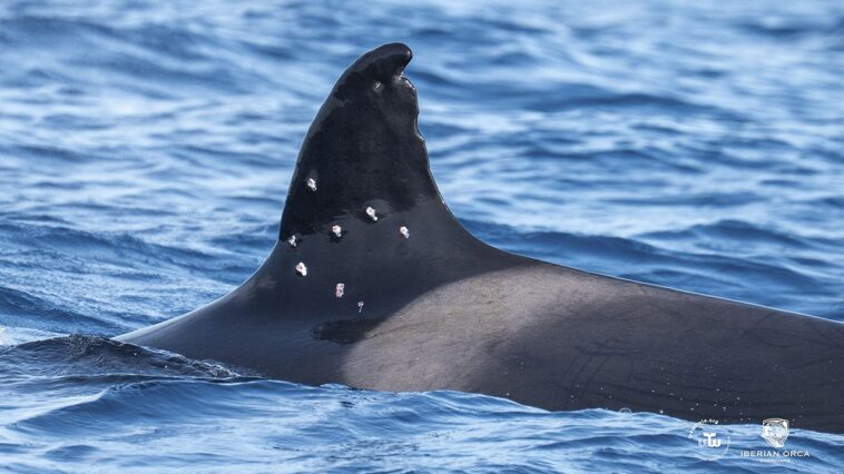 one-of-world’s-oldest-orca-whales-found-with-possible-shotgun-wounds-as-officials-launch-investigation